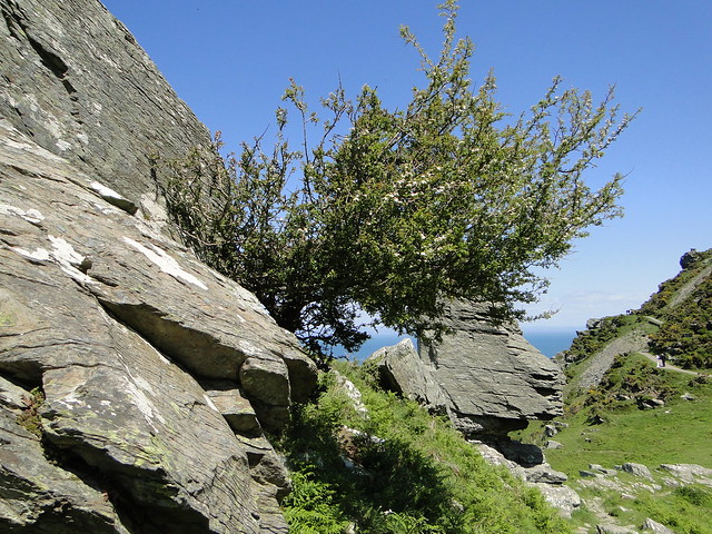 Valley of the rocks, North Devon
