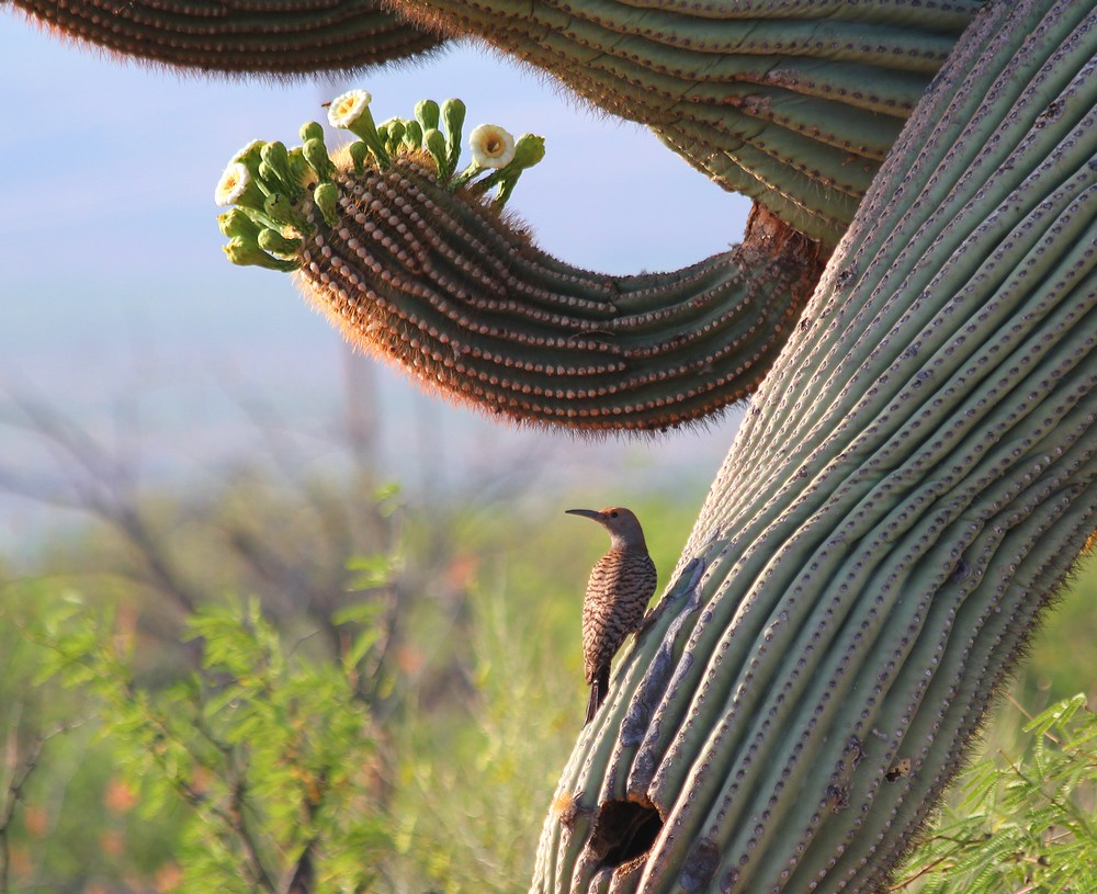 Gilded Flicker (Colaptes chrysoides) on Saguaro (Carnegiae gigantea).