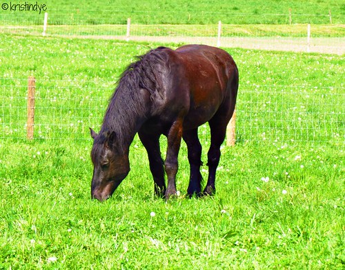 Dark Brown Amish Work Horse* | by K_Greenlee