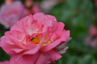 Pink Rose with Bug