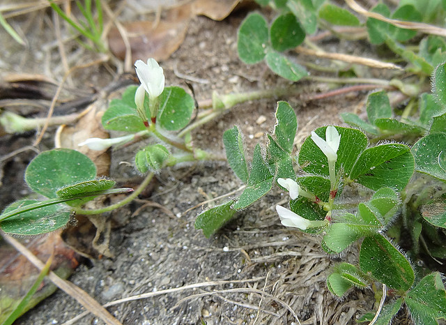 Subterranean Clover (Trifolium subterraneum)