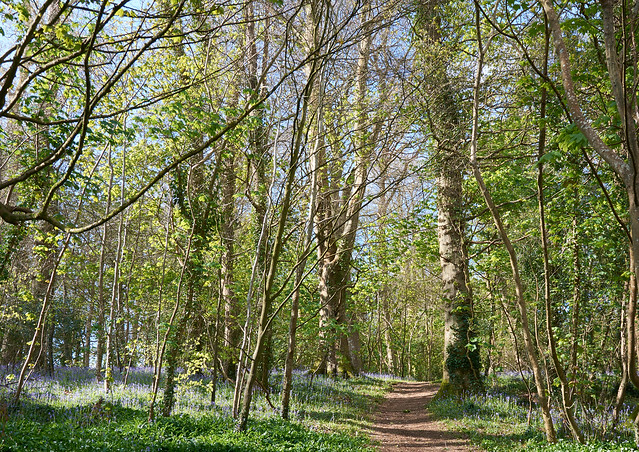 Bluebells in Hardwick Wood