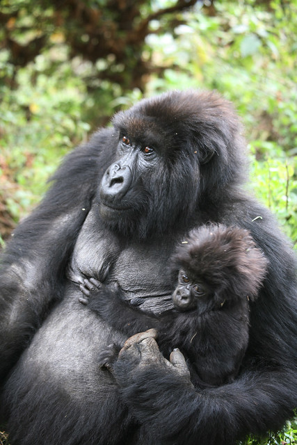Mountain Gorilla and her Infant Parc de Volcan Rwanda