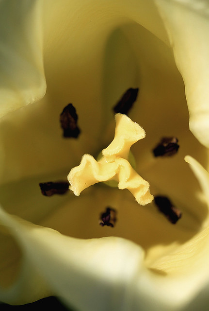 Tulip macro