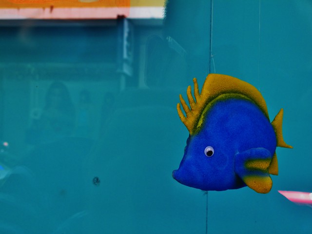 Blue Fish (Tenerife)