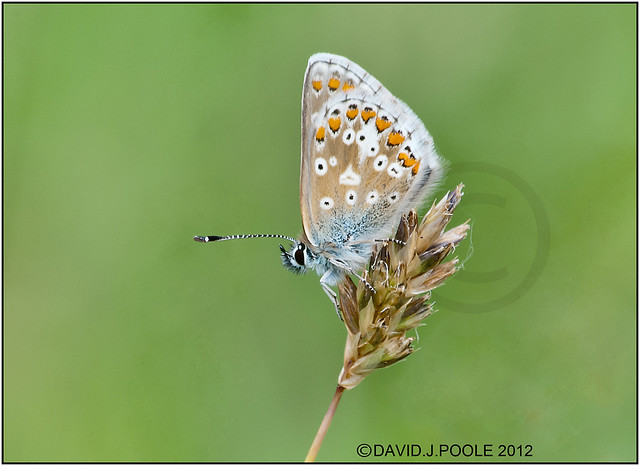 Common Blue Butterfly