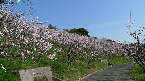 あんずの里運動公園④