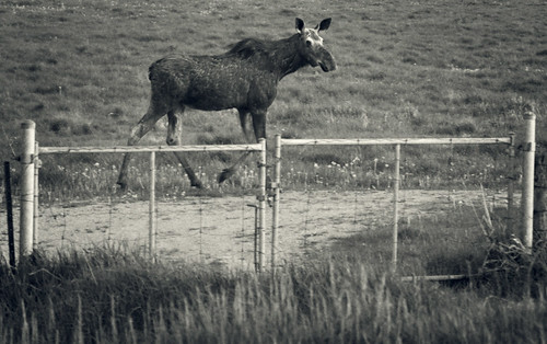 blackandwhite bw ontario canada female blackwhite alone dusk grain young lindsay moose stray lonely grainy calf toned youngin kawarthalakes strayed outofherzone outofherelement withouthermom withouthermother