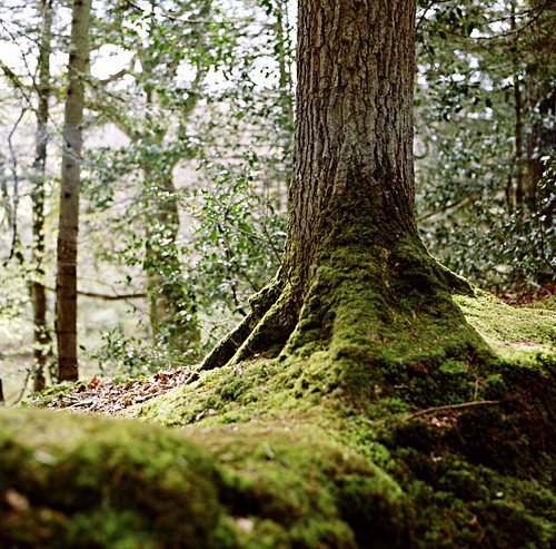 forêt de Flamanville 1 | by le stanc In Memoriam