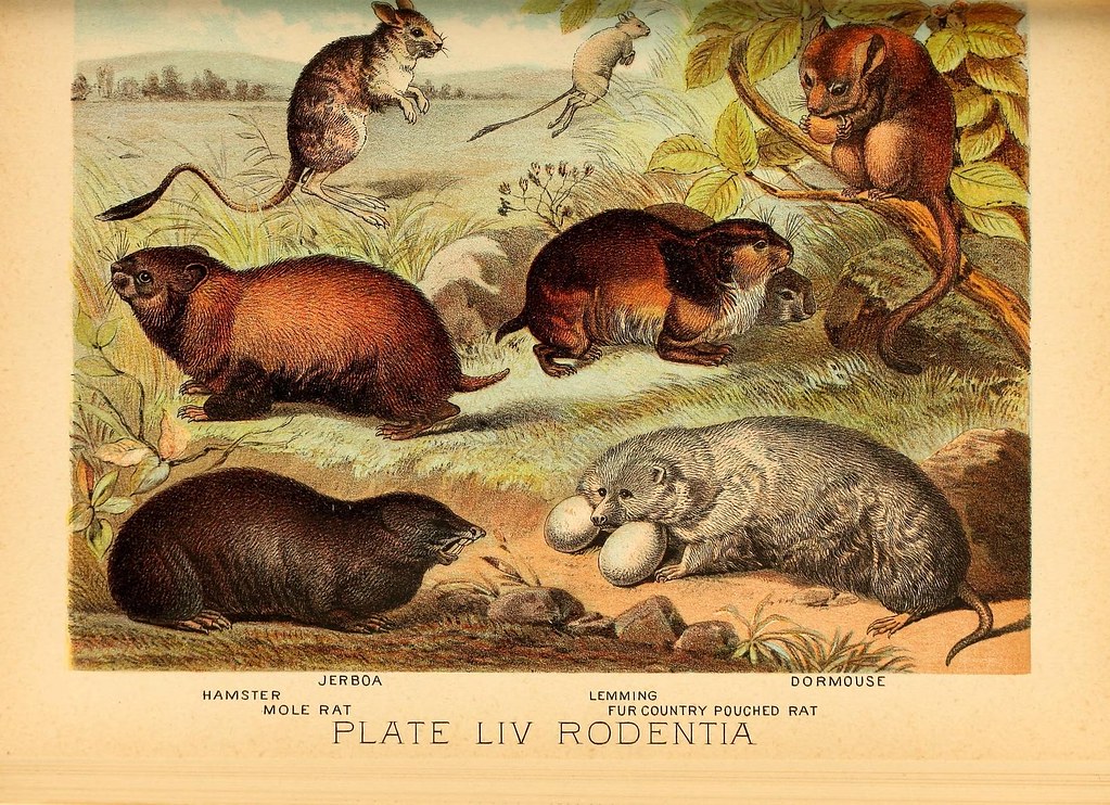 The Dormouse