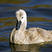Flickr photo 'Mute swan cygnet' by: Chris_Moody.