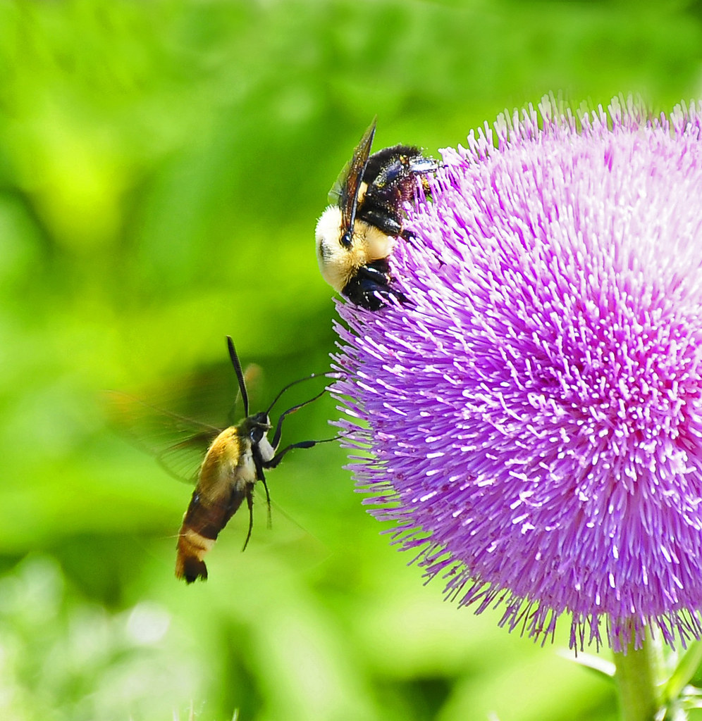 Bumblebee and Moth on Thistle | Not sure of moth ID | Ruthie Kansas ...