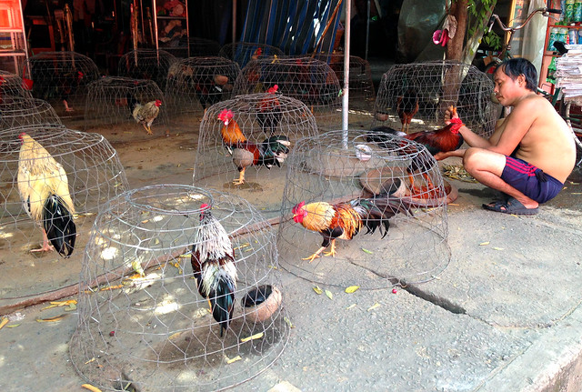 Cock fighting roosters. Mekong Delta, Vietnam