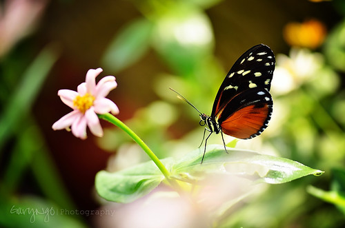 Butterfly by Gary Ngo | Photography, Nikon D7000
Nikkor 105mm f/2.8 VR
~~~~~~~~~~~~~~~~~~~~~~~~~~~~~~~~~~~~~~~~~~~~~~~~~~~~~~~~~~~~~~~~~~