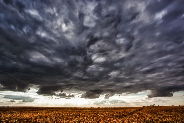 dark clouds over wheat field
