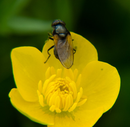 Fly on a buttercup