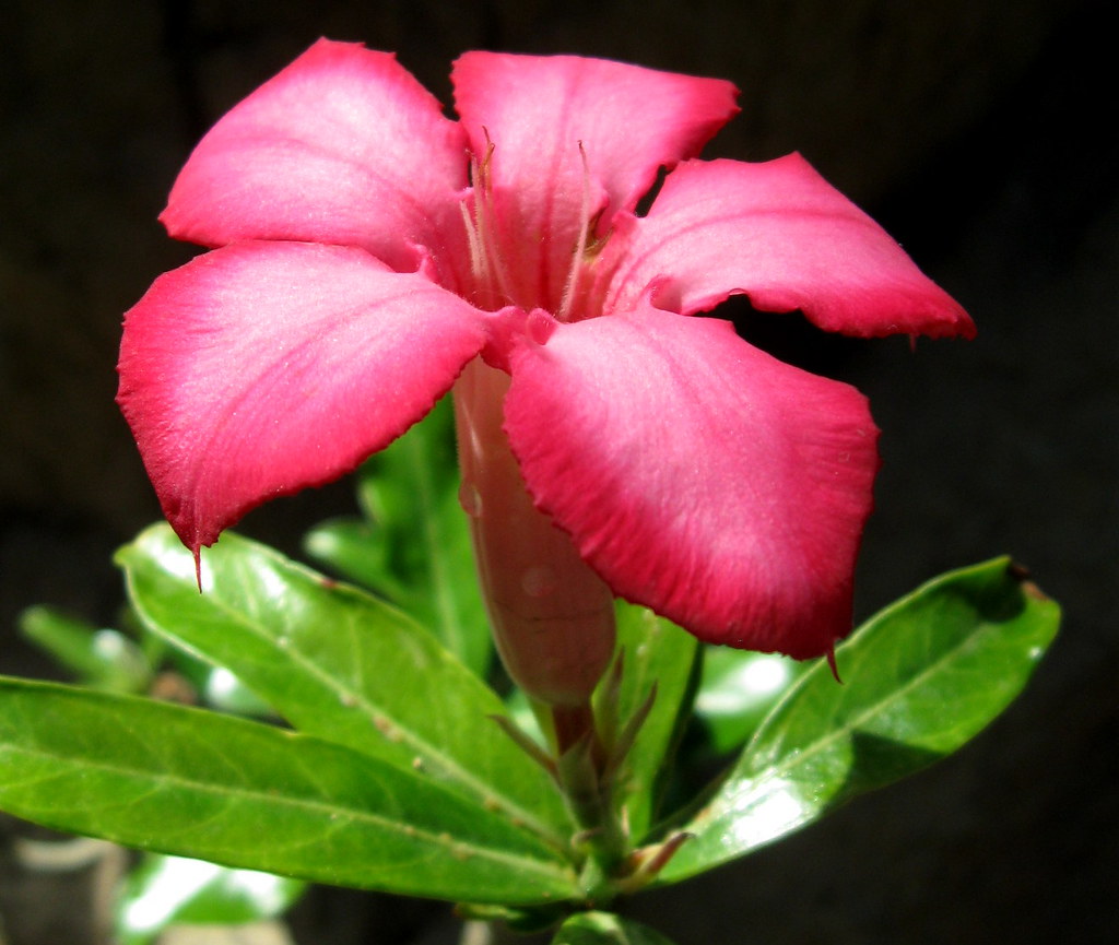 desert-rose-please-no-string-or-multi-group-invitations-flickr