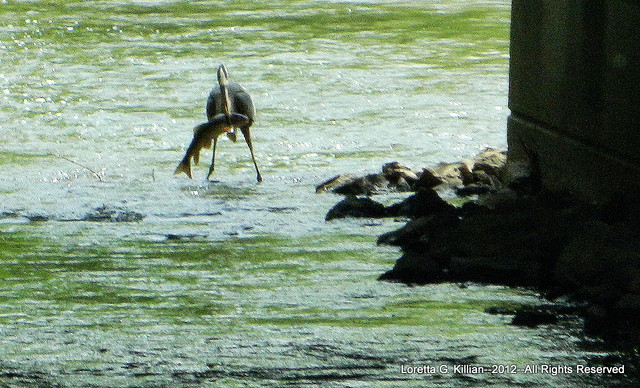 Heron with Trout