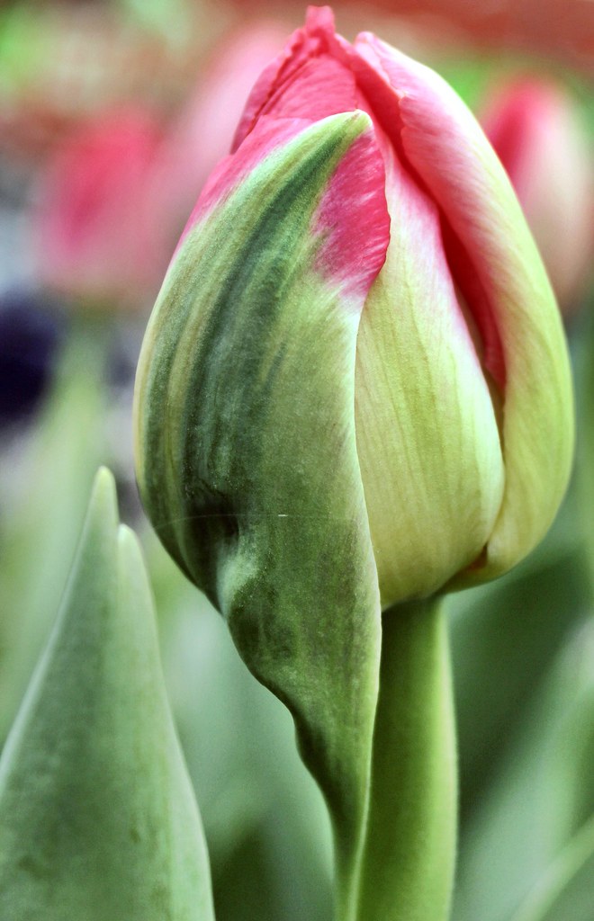 tendre tulipe