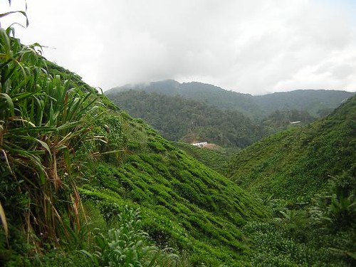 Cameron Highlands