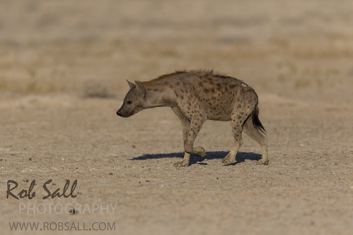 africa vacation canon mammal 500mm namibia canoneos hyaena 2015 crocutacrocuta spottedhyaena oshana canon500mmf4 7dmarkii canon7d2 canon7dmarkii canon7dmark2 robsallphotography 7dm2 7dmark2 7dmii canoneos7dmark2 canon7dm2 canoneos7dm2 canon500mmf4lii canon500mmf4lisiiusm canon500mmf4ii