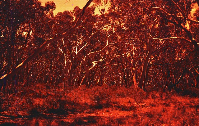 Scribbly gum forest in red