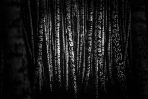 trees bw forest woods photographer darkness deep skog svartvitt mörker björkskog michaelerhardsson