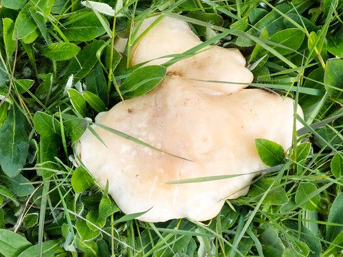 St George's mushroom