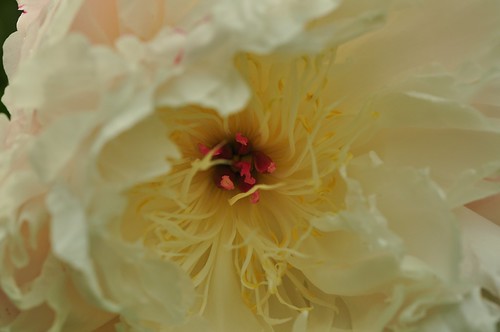 June equal Roses | by pensierosimpatico