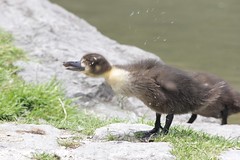 Duckling in the Englischer Garten