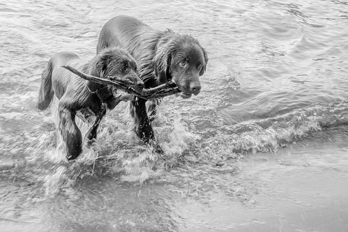 friends lake dogs wet water canon happy eos lab labrador stick vernon fetch lakeokanagan newfoundlandlab 18200mm 60d