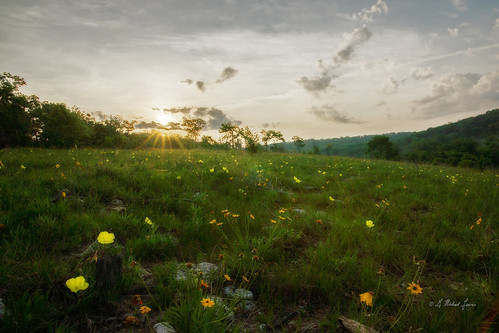 Colors of a Season by G Michael Lewis (Taking a Break for a while), The sun rises over a Missouri glade adorned with the blooms of Missouri Evening Primrose and Coreops