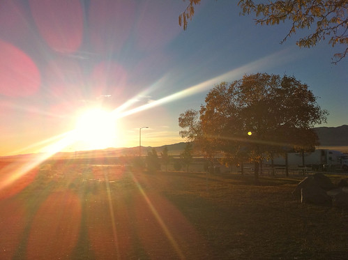 Sunflare tree by firejdl,