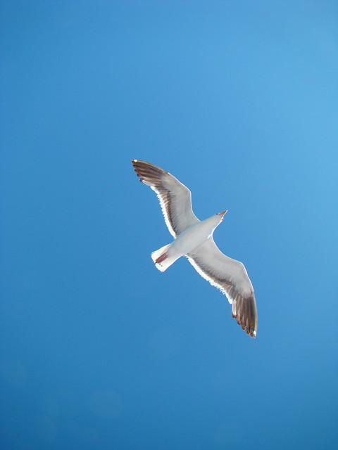 Lone Seagull II