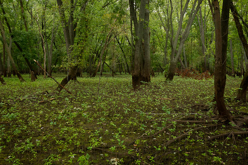 St. Croix River Bottom by Brett Whaley, In Afton State Park.minnesota stcroixriver aftonstatepark