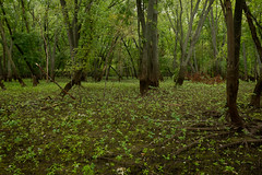 St. Croix River Bottom