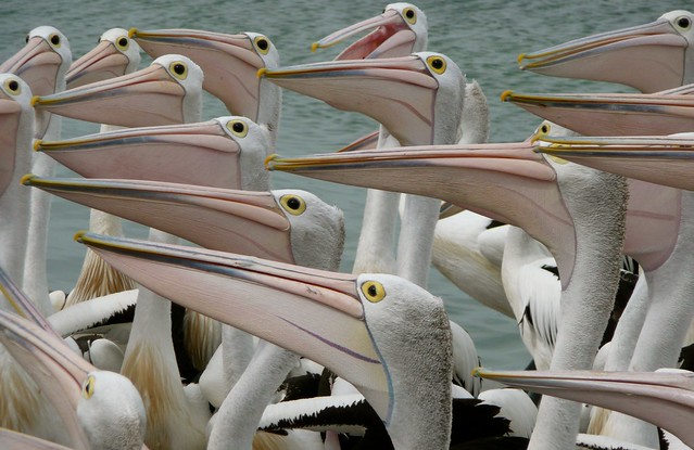 Australian Pelicans 1: Feeding Time