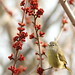 Flickr photo 'Maple,Red+OCWA_Assateague,MD_©DaveSpier_D076130f' by: northeast naturalist.