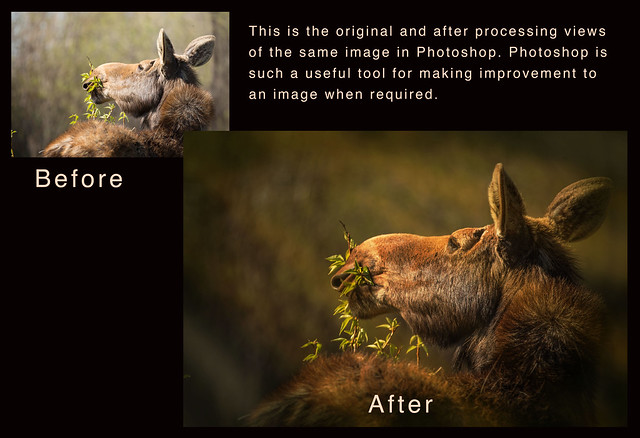 MOOSE BEFORE & AFTER