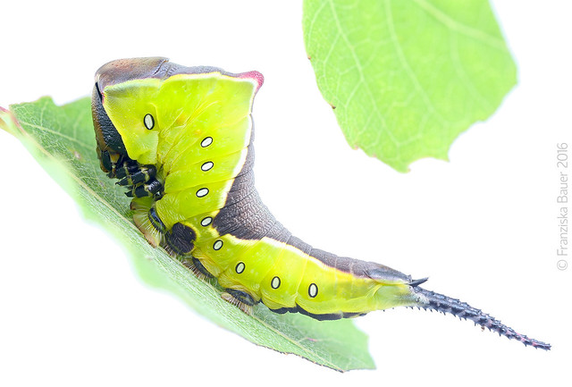 Freshly molted last-instar Puss Moth caterpillar