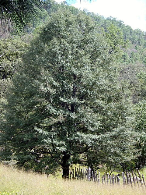 Quercus durifolia Seemen ex Loes. 1900 (FAGACEAE)