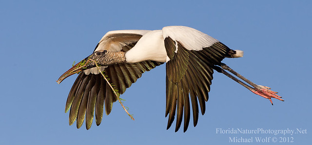Wood Stork in Flight - 7964