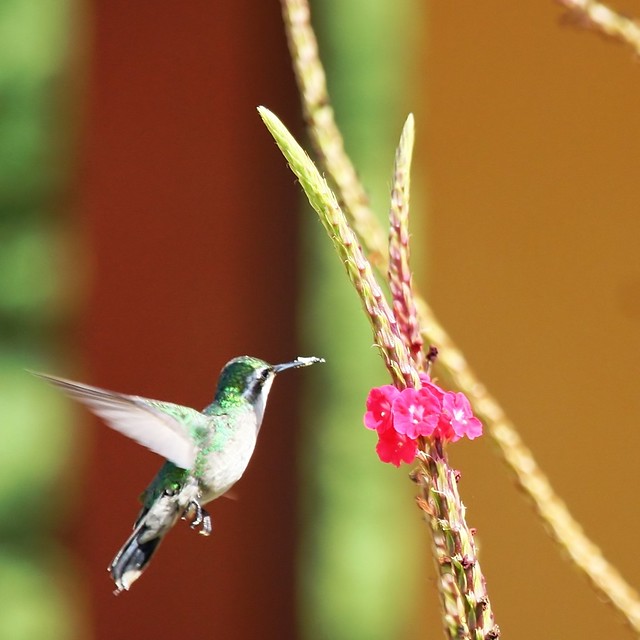 2009-03-09 Hummingbird