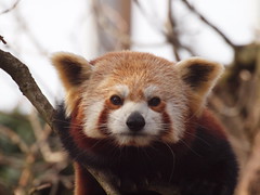 Exif | Red Panda Bristol Zoo | Flickr - Photo Sharing!