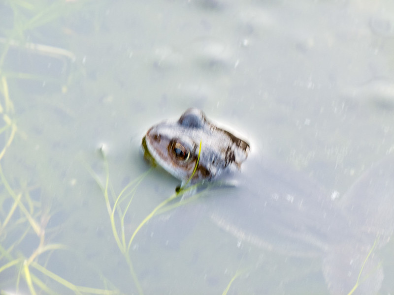 Frog's head