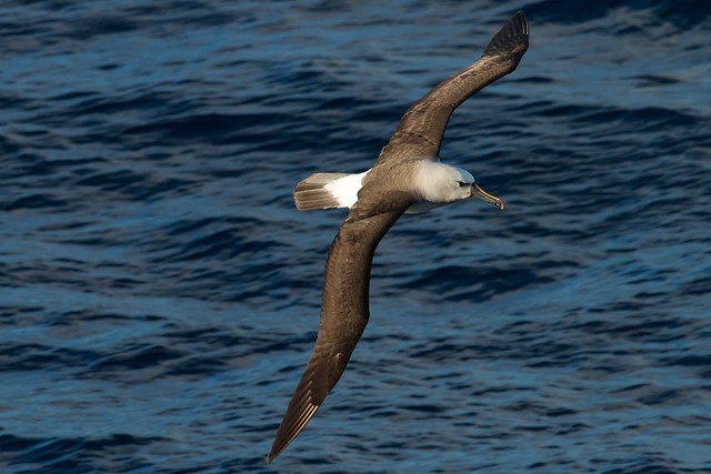 Atlantic Yellow-nosed Albatross, Thalassarche chlororhynchos,