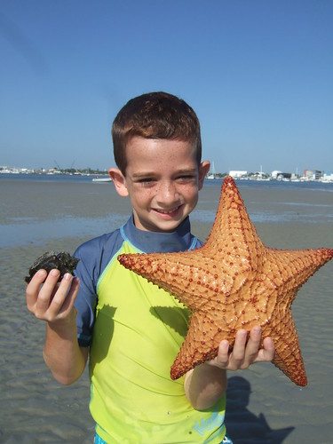 Samuel finds a big cushion starfish.