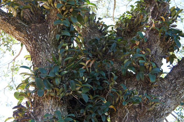 Gigantesca touceira de Cattleya nobilior no habitat