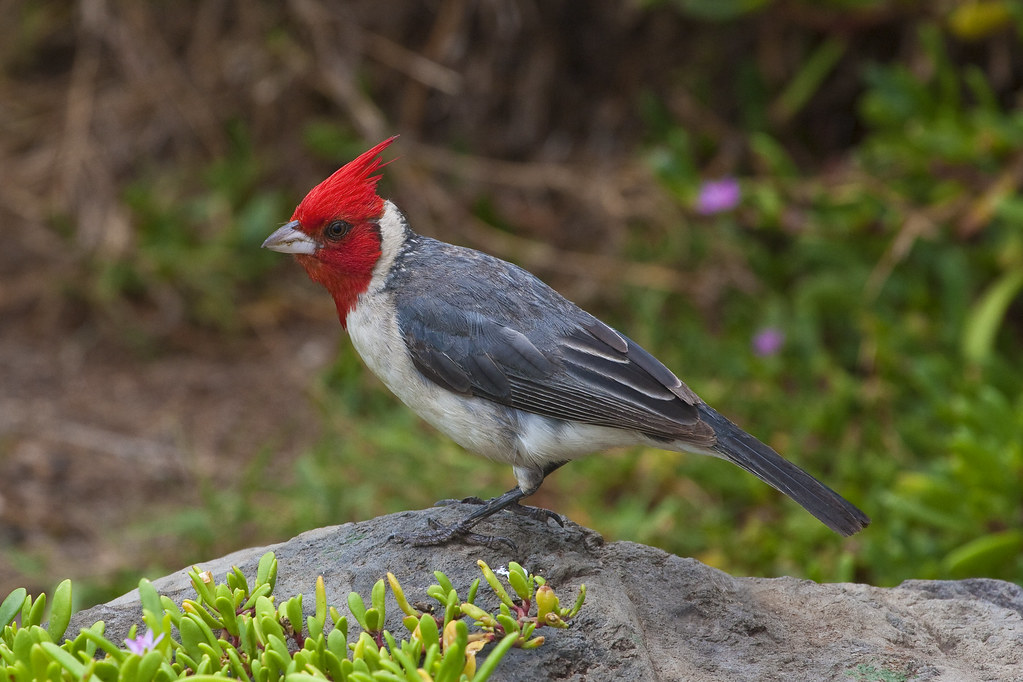 bird that looks like a cardinal but is not