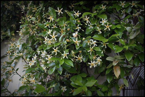 Trachelospermum jasminoides - faux jasmin étoilé 21784810238_d0de8cf67b